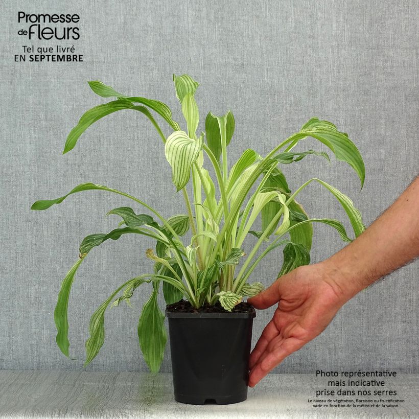 Example of Hosta White Feather - Garten-Funkie Topf mit 1,5L/2L as you get in ete