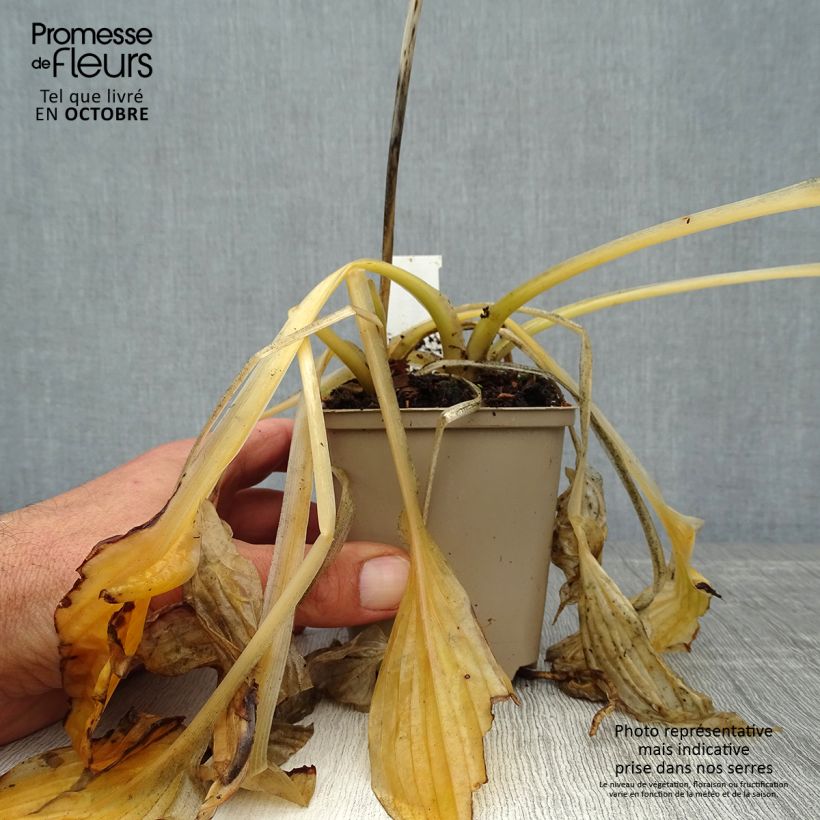 Example of Hosta Wide Brim - Garten-Funkie Kleine Töpfe von 8/9 cm as you get in automne