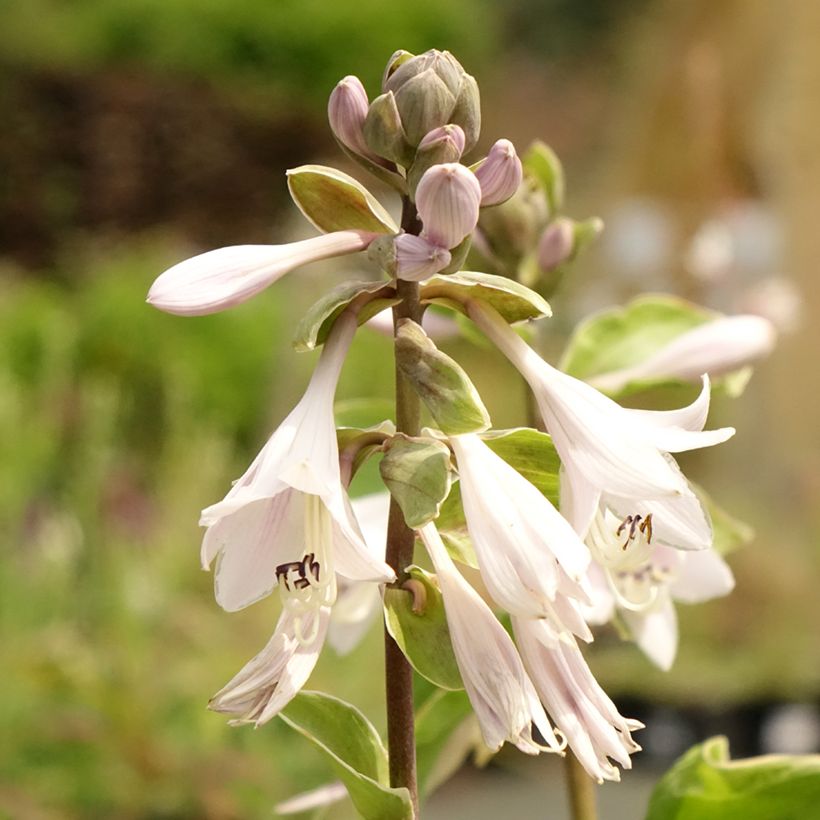 Hosta Winter Snow - Garten-Funkie (Flowering)