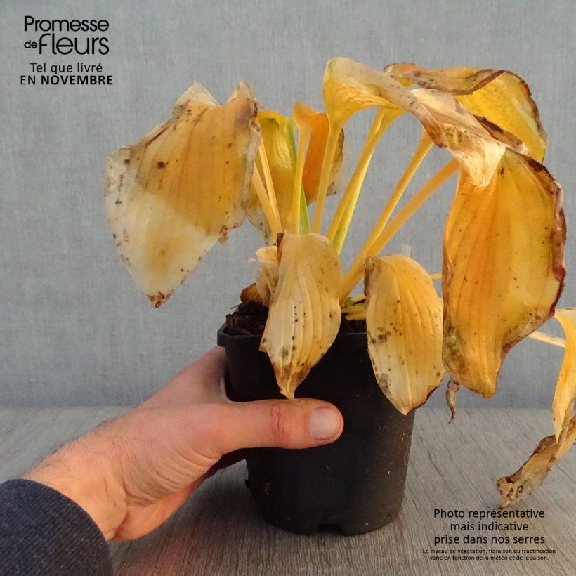 Example of Hosta Wu-La-La - Garten-Funkie Topf mit 1,5L/2L as you get in automne