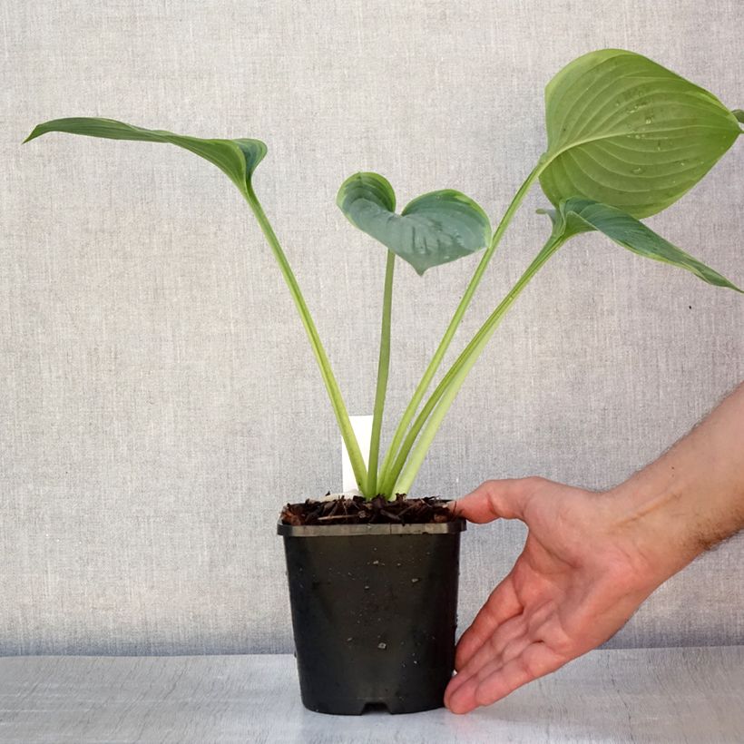 Exemplar von Hosta Wu-La-La - Garten-Funkie Topf mit 1,5L/2L wie im Sommer geliefert
