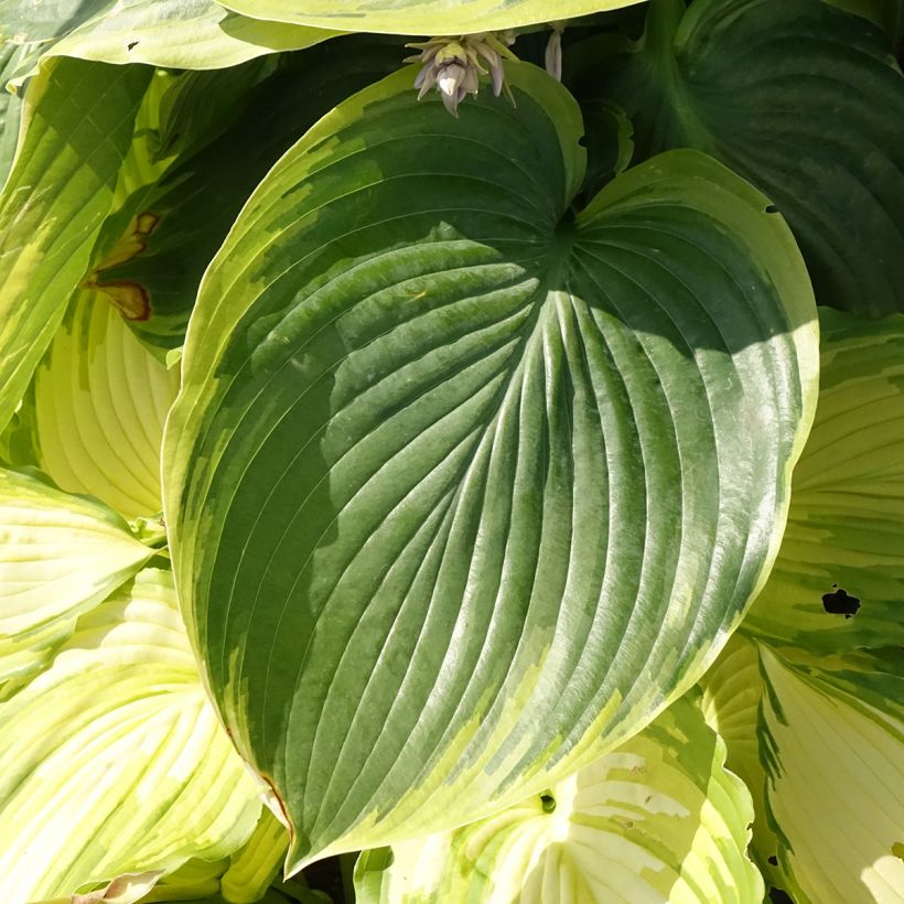 Hosta Wu-La-La - Garten-Funkie (Foliage)