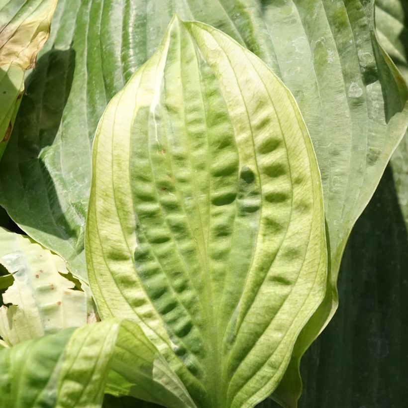 Hosta Yellow Polka Dot Bikini - Garten-Funkie (Foliage)
