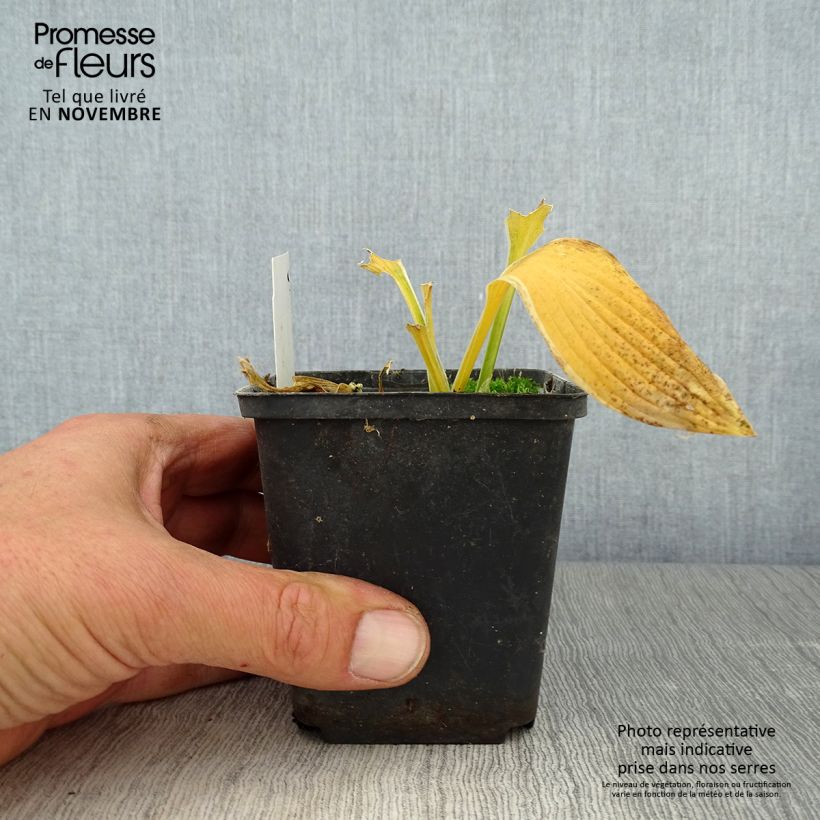 Example of Hosta yellow splash rim - Garten-Funkie Kleine Töpfe von 8/9 cm as you get in automne