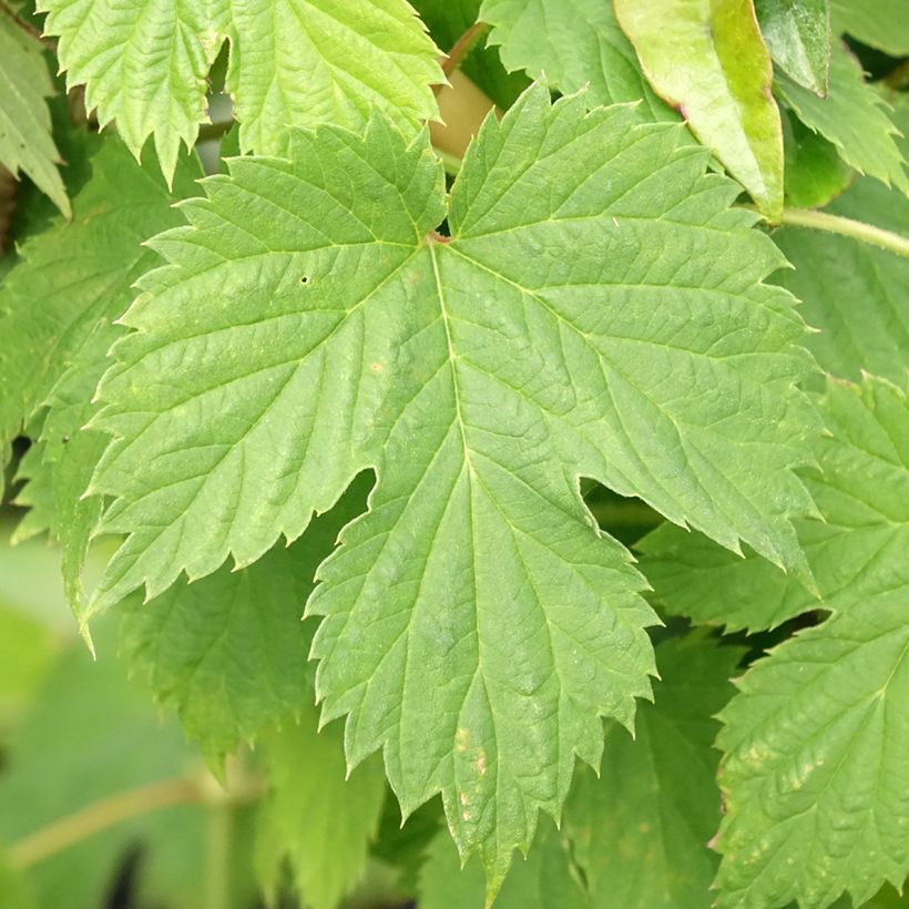 Humulus lupulus Hersbrucker - Hopfen (Foliage)