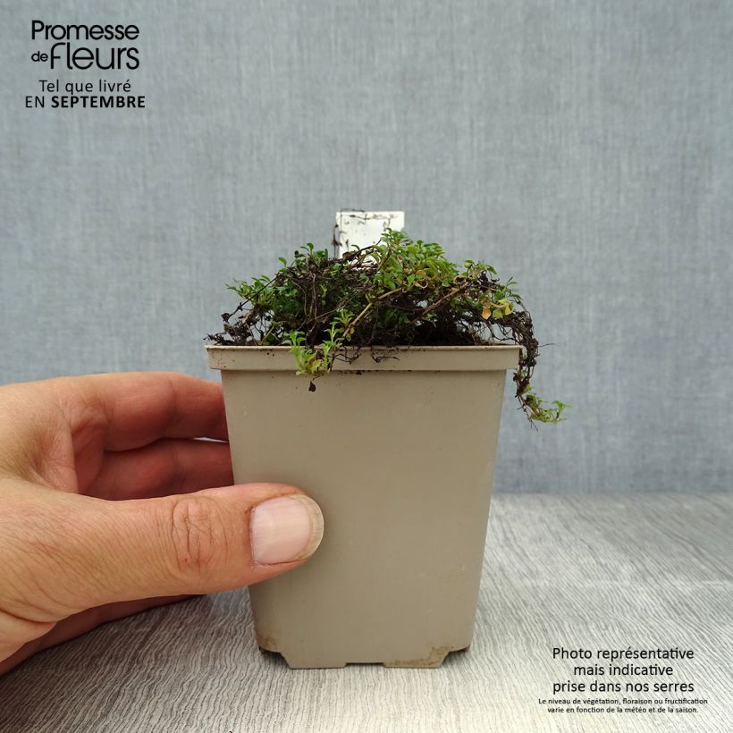 Example of Houstonia caerulea Millard's Variety - Porzellansternchen Kleine Töpfe von 8/9 cm as you get in automne