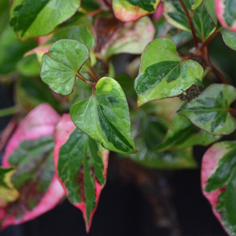 Houttuynia cordata Chameleon - Eidechsenschwanz (Foliage)
