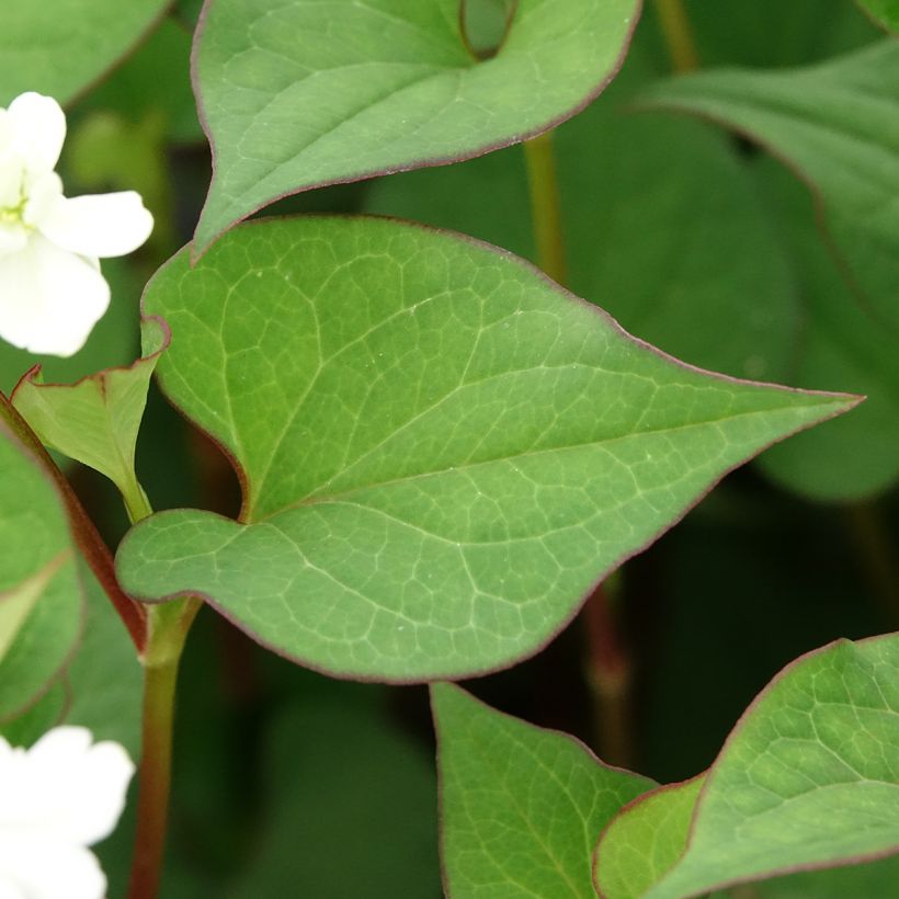 Houttuynie - Houttuynia cordata (Laub)