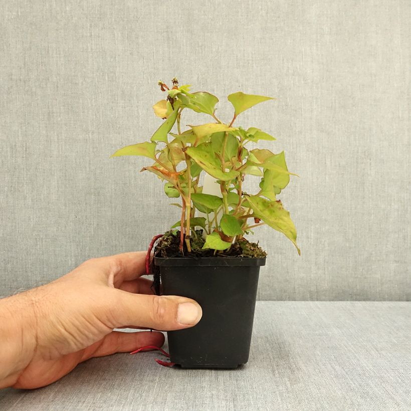 Exemplar von Houttuynia cordata Flore Pleno - Eidechsenschwanz Kleine Töpfe von 8/9 cm wie im Sommer geliefert