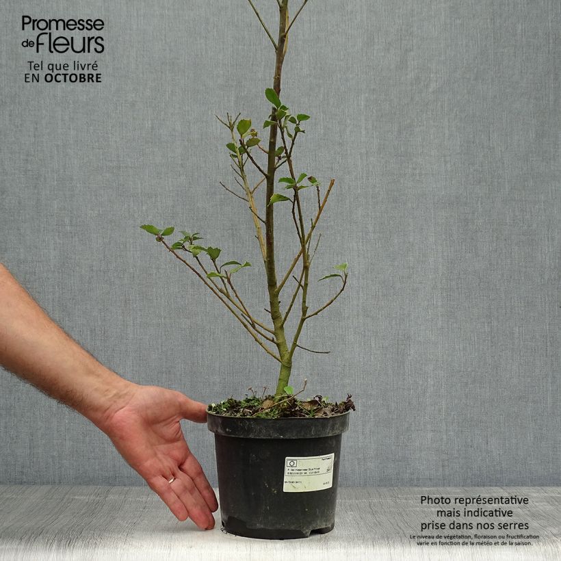 Example of Stechpalme Blue Prince - Ilex meserveae Topf mit 2L/3L as you get in automne