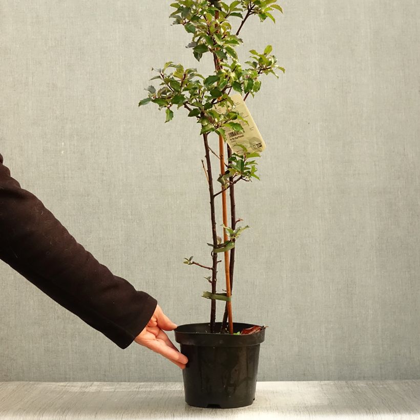 Example of Stechpalme Blue princess - Ilex meserveae Topf mit 2L/3L as you get in automne