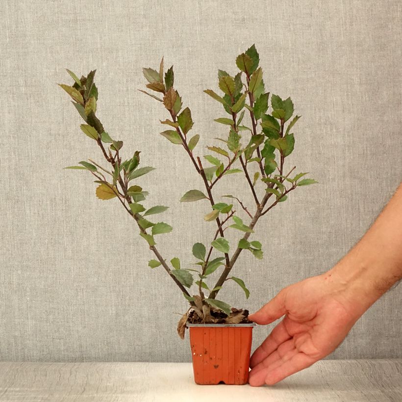 Example of Stechpalme Heckenblau - Ilex meserveae Kleine Töpfe von 8/9 cm as you get in ete