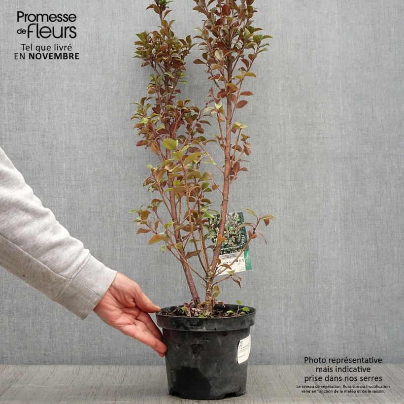 Example of Stechpalme Heckenstar - Ilex meserveae Topf mit 2L/3L as you get in automne