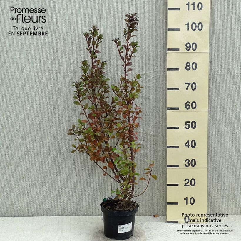 Exemplar von Stechpalme Heckenstar - Ilex meserveae Topf mit 2L/3L wie im Sommer geliefert