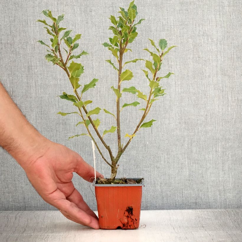 Example of Stechpalme Magical Amoro Rosso - Ilex meserveae Kleine Töpfe von 8/9 cm as you get in ete