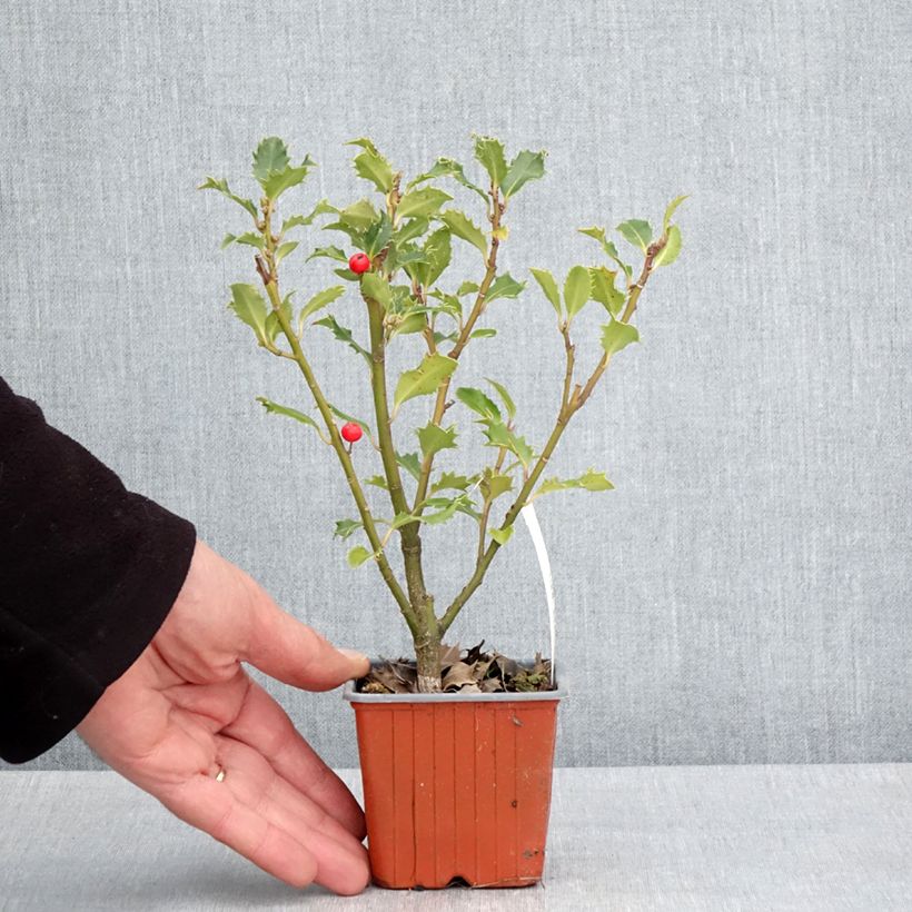 Exemplar von Stechpalme Magical Amoro Rosso - Ilex meserveae Kleine Töpfe von 8/9 cm wie im Frühjahr geliefert