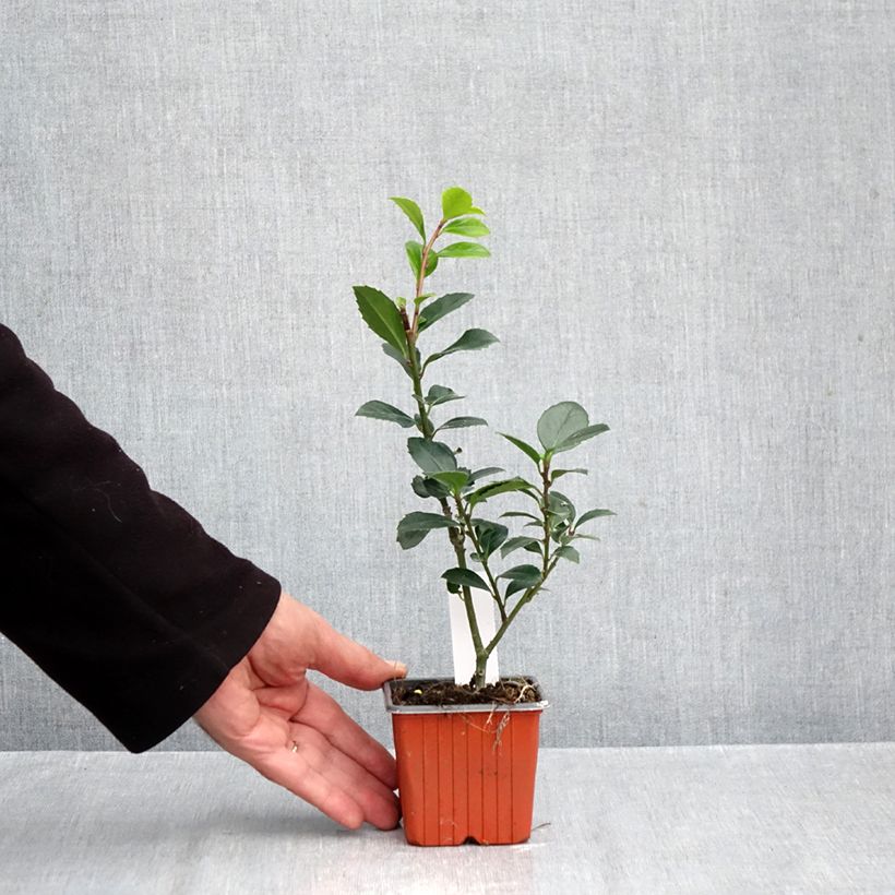 Exemplar von Stechpalme Heckenblau - Ilex meserveae Kleine Töpfe von 8/9 cm wie im Herbst geliefert