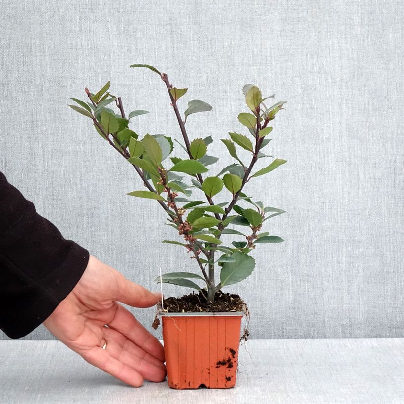 Exemplar von Stechpalme Heckenblau - Ilex meserveae Kleine Töpfe von 8/9 cm wie im Frühjahr geliefert