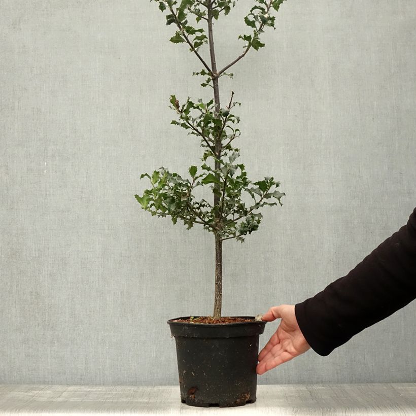 Example of Europäische Stechpalme - Ilex aquifolium Topf mit 7,5L/10L as you get in automne