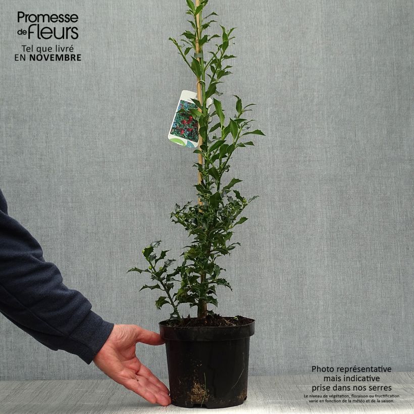 Example of Stechpalme Alaska - Ilex aquifolium Topf mit 2L/3L as you get in automne