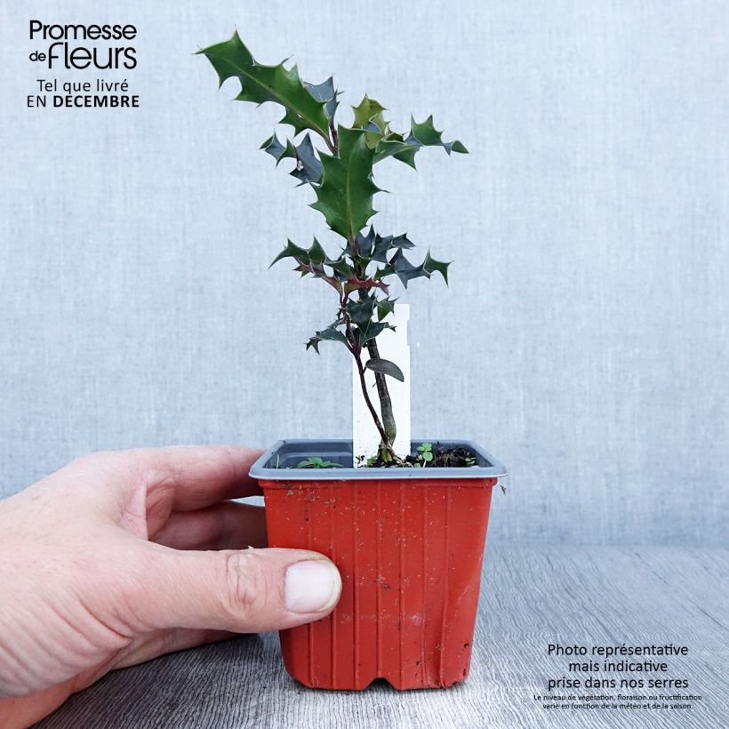 Example of Fruchtende Stechpalme JC Van Tol - Ilex aquifolium Kleine Töpfe von 8/9 cm as you get in automne