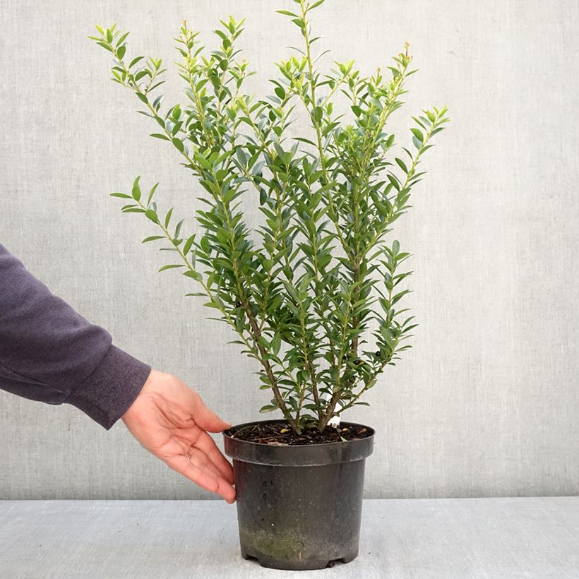 Exemplar von Japanische Stechpalme Blondie - Ilex crenata Topf mit 2L/3L wie im Frühjahr geliefert