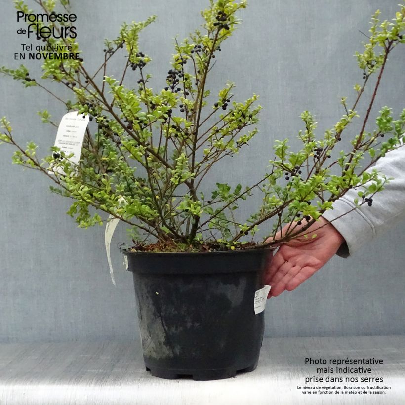Example of Japanische Stechpalme Convexa (In eine Kugel schneiden) - Ilex crenata Topf mit 7,5L/10L as you get in automne