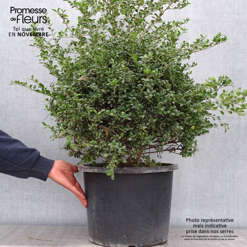 Example of Japanische Stechpalme Convexa - Ilex crenata Topf mit 7,5L/10L as you get in automne