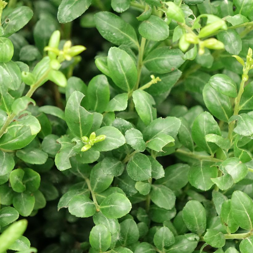 Japanische Stechpalme Convexa - Ilex crenata (Foliage)