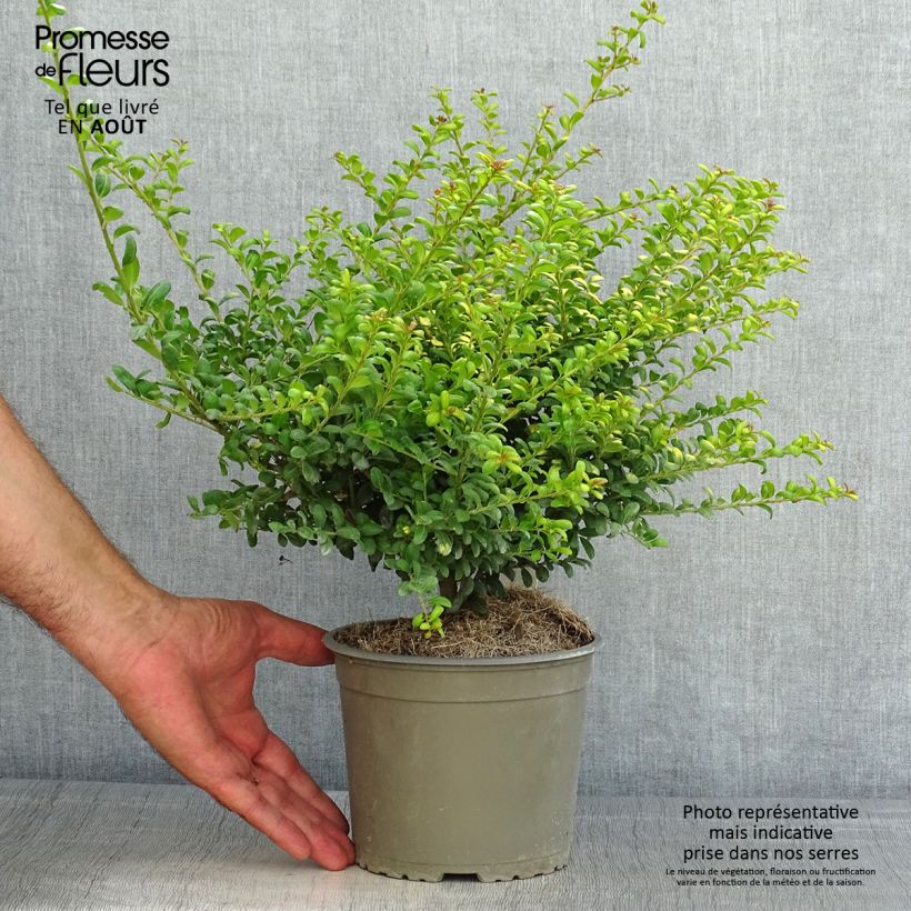 Exemplar von Japanische Stechpalme Convexed Gold - Ilex crenata Topf 12 cm / 13 cm wie im Sommer geliefert