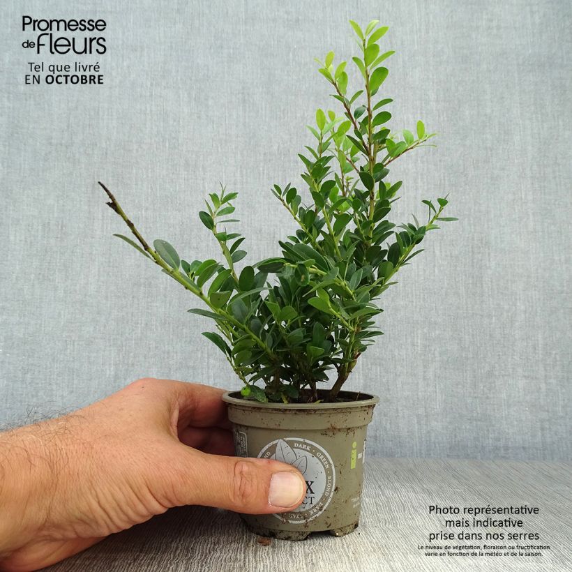 Example of Japanische Stechpalme Dark Green - Ilex crenata Kleine Töpfe von 8/9 cm as you get in automne