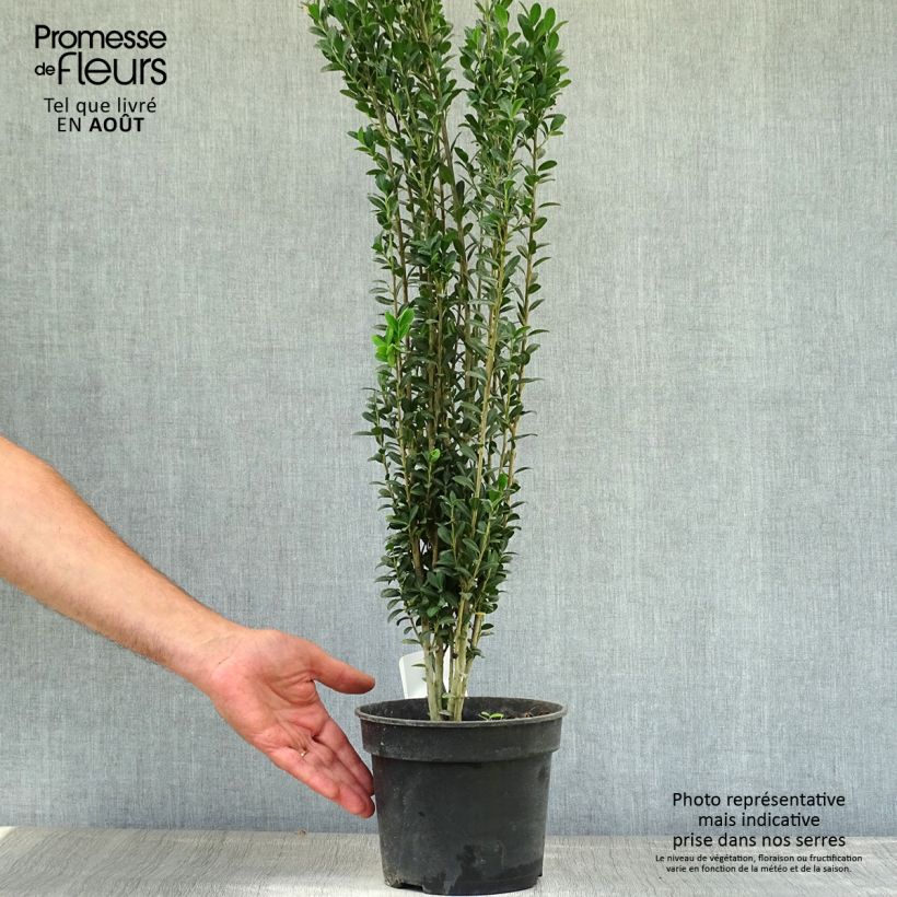 Exemplar von Japanische Stechpalme Fastigiata - Ilex crenata Topf mit 3L/4L wie im Sommer geliefert