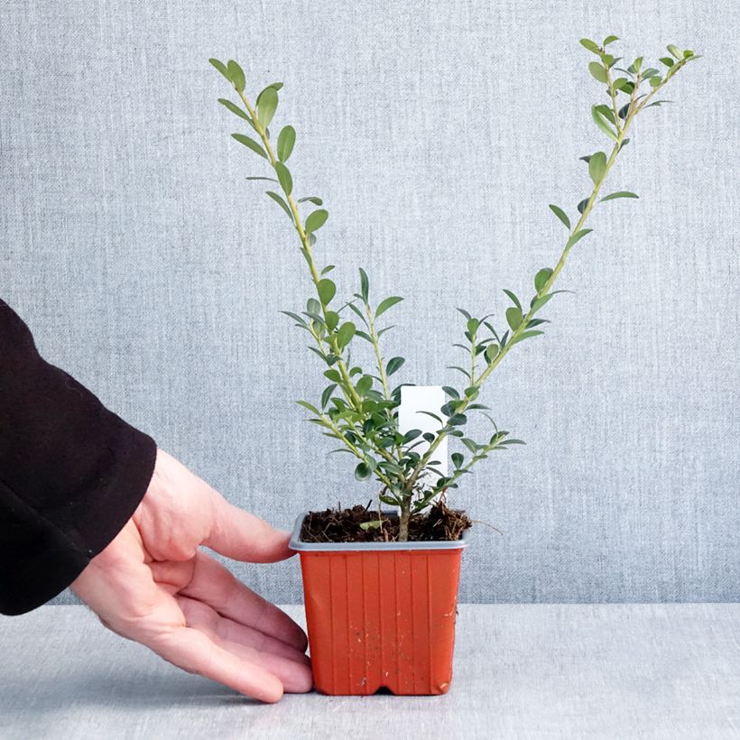 Example of Japanische Stechpalme Glory Gem - Ilex crenata Kleine Töpfe von 8/9 cm as you get in hiver