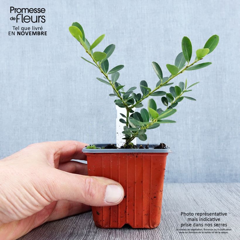 Example of Japanische Stechpalme Green Hedge - Ilex crenata Kleine Töpfe von 8/9 cm as you get in automne