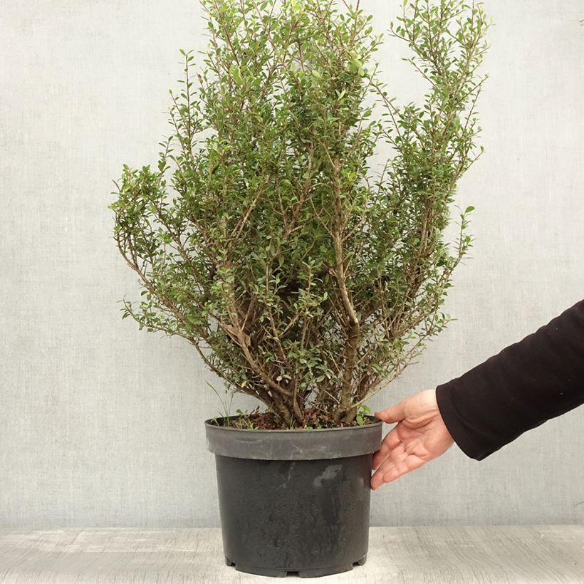 Example of Japanische Stechpalme Green Hedge - Ilex crenata Topf mit 7,5L/10L as you get in automne