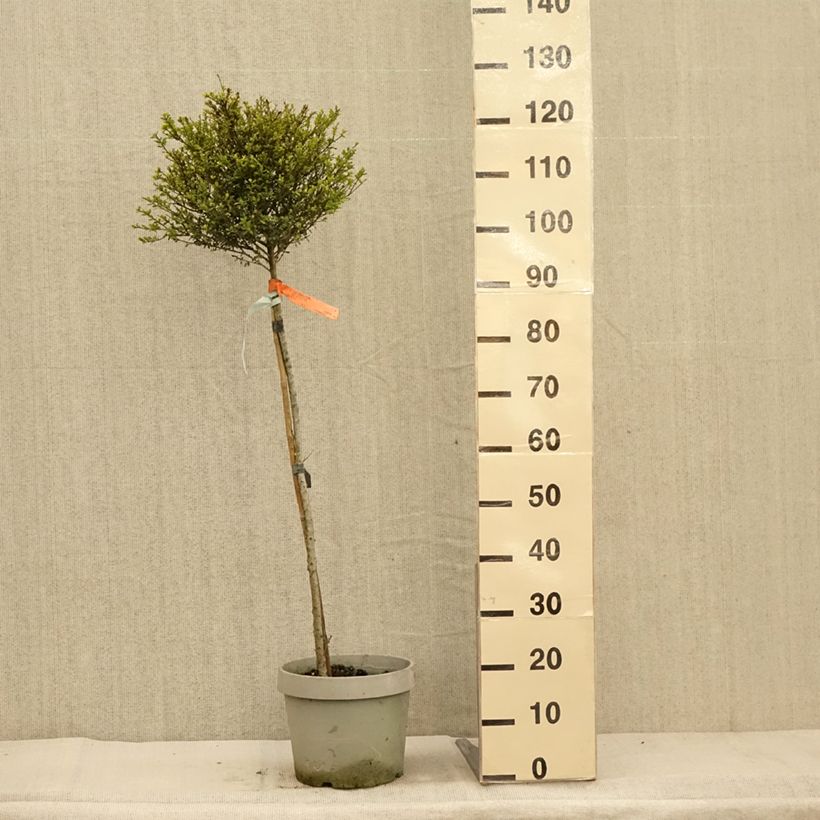 Example of Japanische Stechpalme Kinme - Ilex crenata Topf mit 7,5L/10L as you get in automne