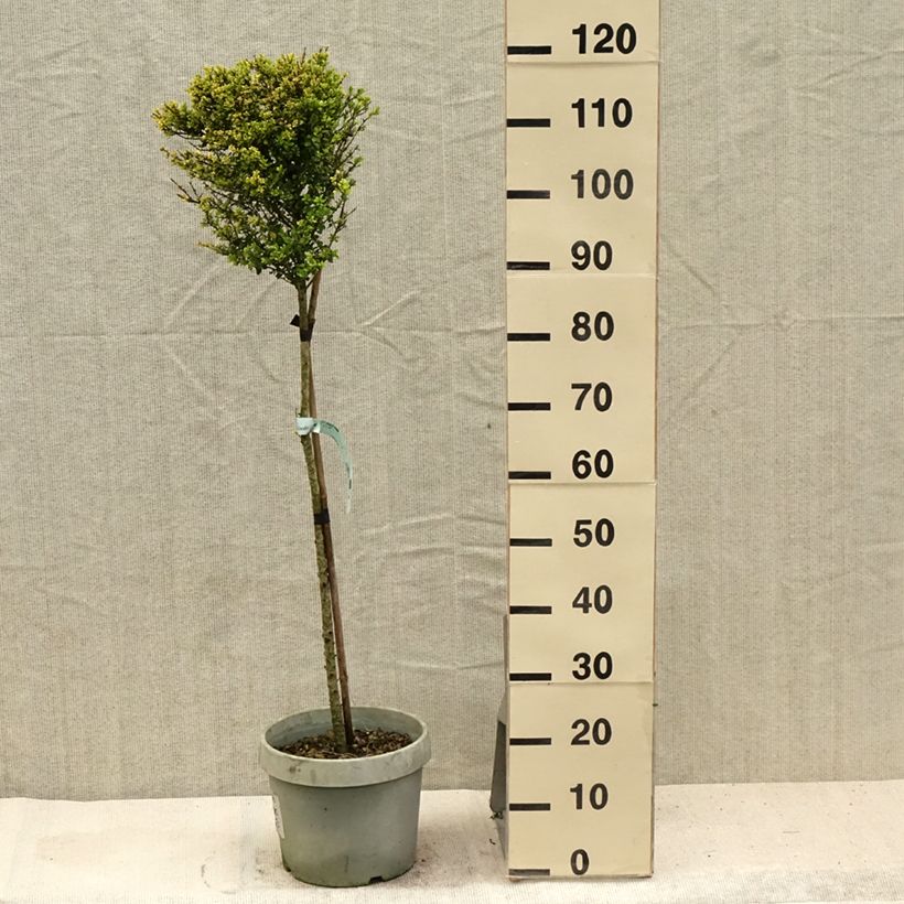 Exemplar von Japanische Stechpalme Kinme - Ilex crenata Topf mit 7,5L/10L, 1/4 Stängel wie im Sommer geliefert