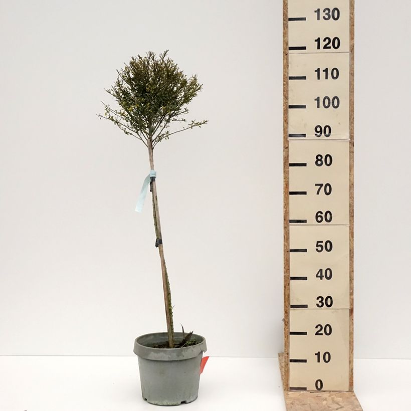 Exemplar von Japanische Stechpalme Kinme - Ilex crenata Topf mit 7,5L/10L wie im Winter geliefert