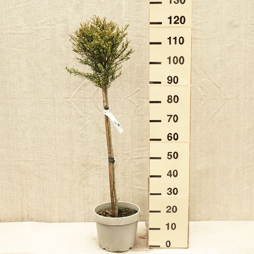 Exemplar von Japanische Stechpalme Kinme - Ilex crenata Topf mit 7,5L/10L, 1/4 Stängel wie im Frühjahr geliefert