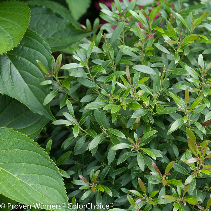 Ilex glabra Gem Box - Kahle Winterbeere (Foliage)