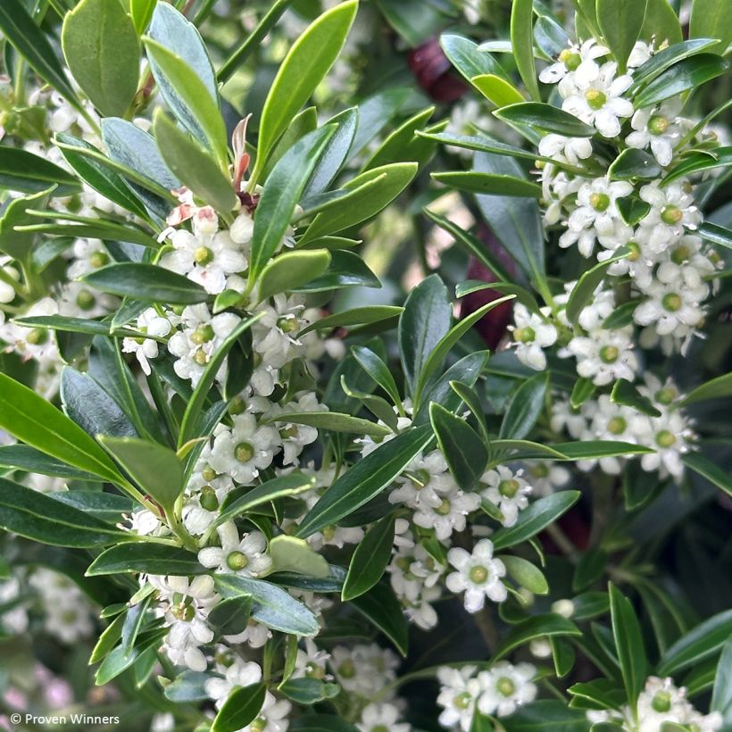 Ilex glabra Gem Box - Kahle Winterbeere (Flowering)