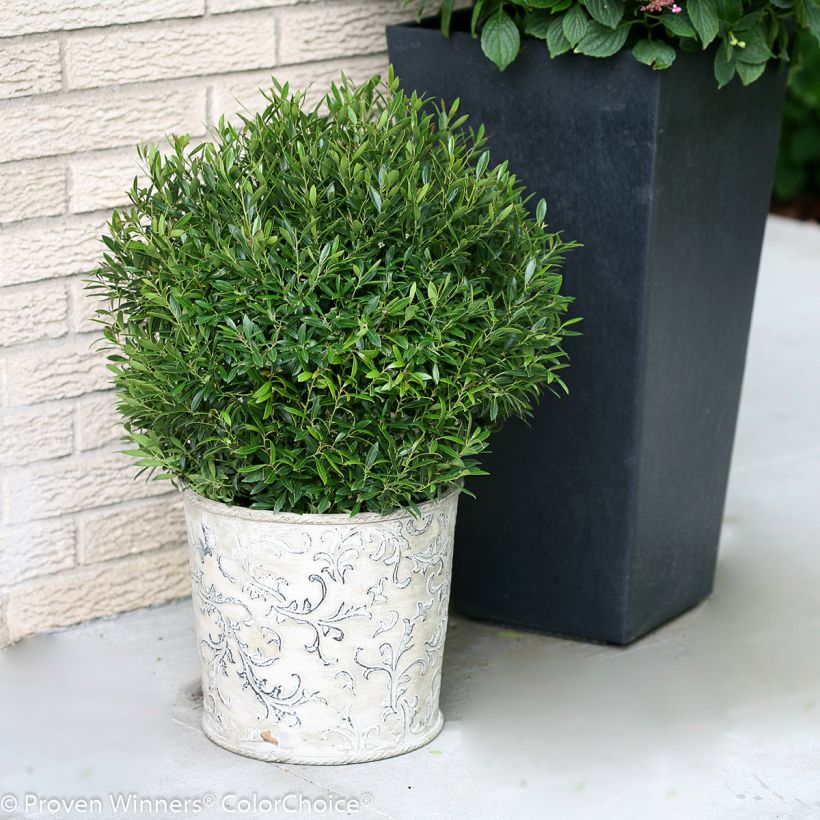 Ilex glabra Gem Box - Kahle Winterbeere (Plant habit)