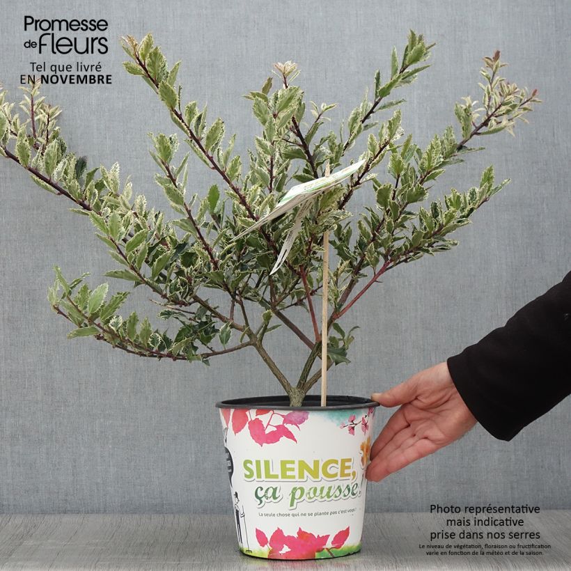 Example of Europäische Stechpalme Ingramii - Ilex aquifolium Topf mit 2L/3L as you get in automne