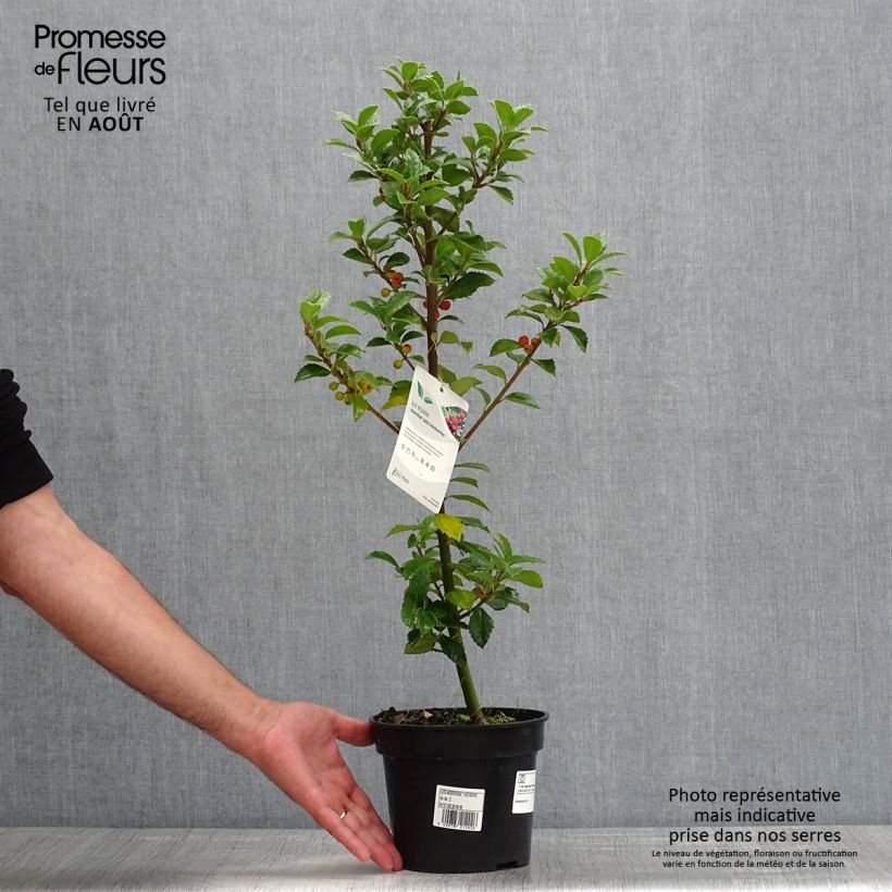 Exemplar von Stechpalme Heckenfee - Ilex meserveae Topf mit 2L/3L wie im Sommer geliefert