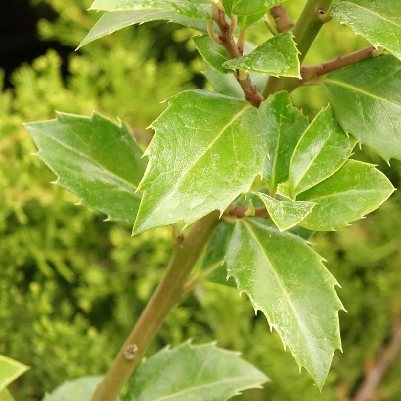 Stechpalme Heckenfee - Ilex meserveae (Foliage)