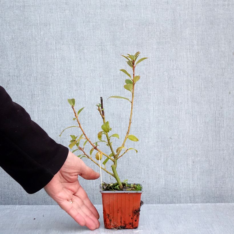 Exemplar von Stechpalme Heckenpracht - Ilex meserveae Kleine Töpfe von 8/9 cm wie im Herbst geliefert