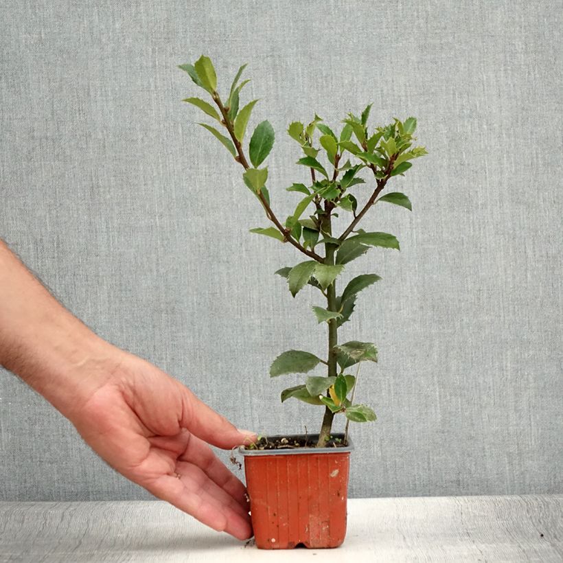 Example of Stechpalme Heckenpracht - Ilex meserveae Kleine Töpfe von 8/9 cm as you get in ete