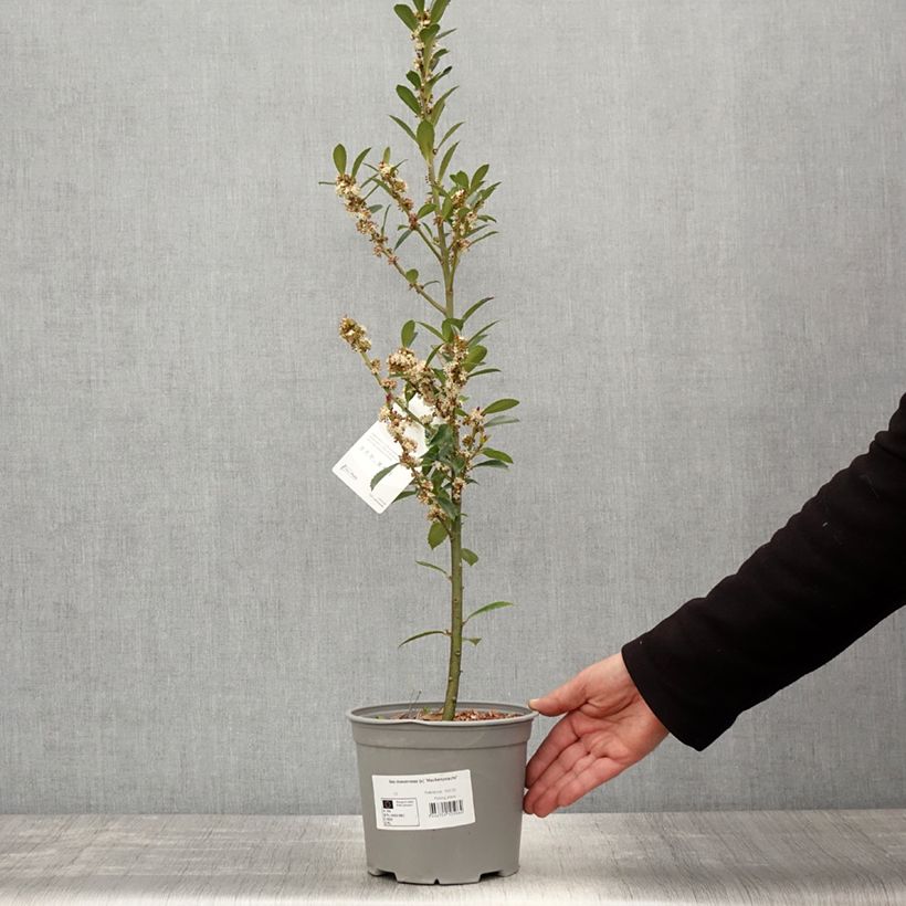 Exemplar von Stechpalme Heckenpracht - Ilex meserveae Topf mit 2L/3L wie im Frühjahr geliefert