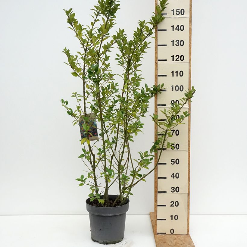Example of Stechpalme Mesid - Ilex meserveae Topf mit 12L/15L as you get in ete