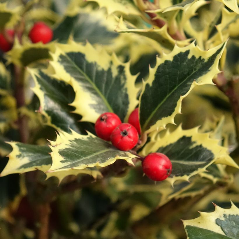 Weißbunte Stechpalme Argenteomarginata - Ilex aquifolium (Harvest)